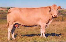 http://france1.simagri.com/images/animaux/aquitaine_2.jpg