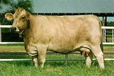 http://france1.simagri.com/images/animaux/brune_2.jpg