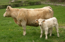 http://france1.simagri.com/images/animaux/charolaise_2.jpg