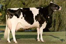 http://france1.simagri.com/images/animaux/holstein_2.jpg