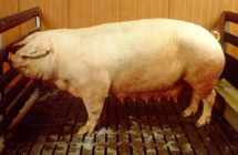 http://france1.simagri.com/images/animaux/landrace_2.jpg