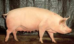 http://france1.simagri.com/images/animaux/large_white_2.jpg