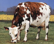 http://france1.simagri.com/images/animaux/normande_2.jpg