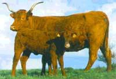 http://france1.simagri.com/images/animaux/salers_2.jpg