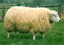 http://france1.simagri.com/images/animaux/texel_2.jpg